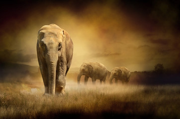 Fototapeta na wymiar Słonie o zachodzie słońca