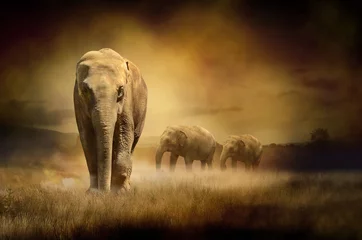 Poster de jardin Éléphant Éléphants au coucher du soleil