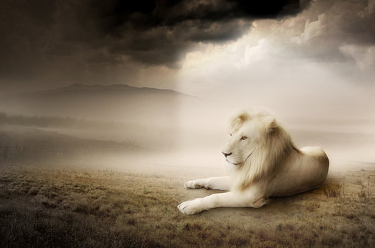 Fototapeta Biały lew o zachodzie słońca