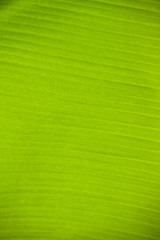 banana leaf green background