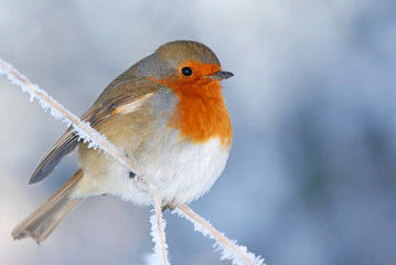 Christmas Robin