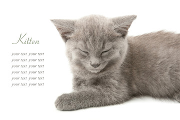 Grey kitten