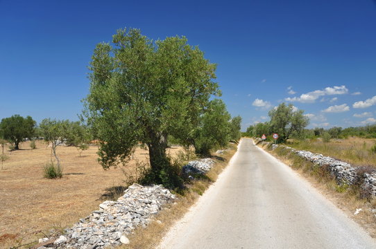 Einsame Strasse am Olivenhain in Kroatien