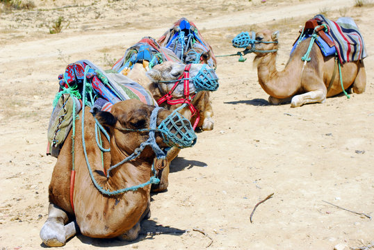 Camel tour