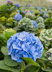 Blue flowering Hydrangeas in a Dutch Hydrangea nursery