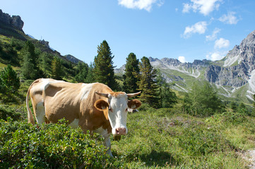 Fototapeta na wymiar Krowa z gór
