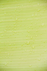 banana leaf green background