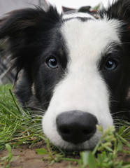 border collie