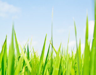 Grassy blades of rice against blue sky