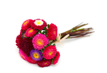 aster flowers