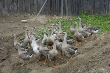domestic geese