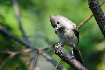 Tufted Titmouse Perched in a Tree