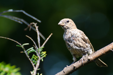 Female House Finch Perched in a Tree