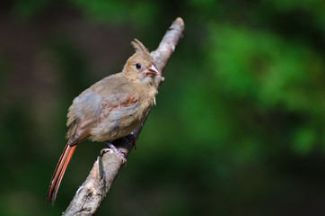 Immature Northern Cardinal Perched in a Tree