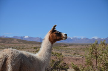 lamas of bolivia