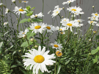 Fototapeta premium Daisy flower