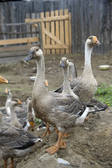 domestic geese