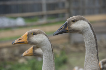 domestic geese
