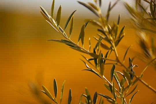 Olive Tree