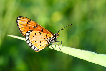 A butterfly resting on  leaf.