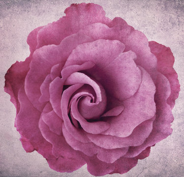 Fototapeta Grunge Lavender Rose