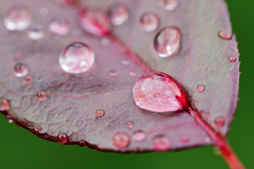 Water drops on a pink leaf after rain