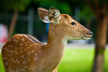 Sika Deer