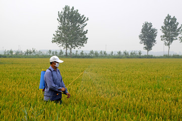 Naklejka na ściany i meble rozpylanie rolników pestycydów w ryżu pola uprawne