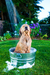 Golden Retriever Dog getting hosed down in the bath © Mat Hayward