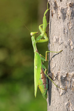 closeup of mantis
