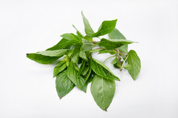 Sweet Basil with white background