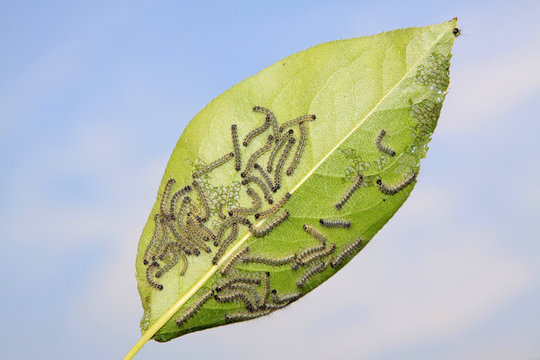 insects