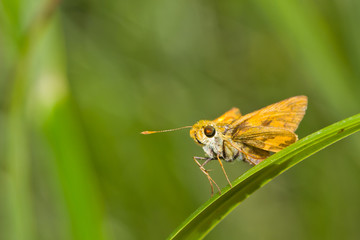 skipper butterfly