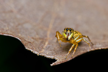 close up of Jumper spider