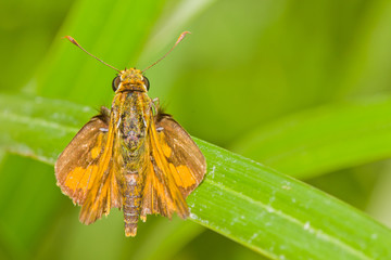 skipper butterfly