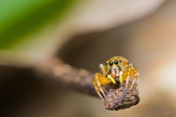 close up of Jumper spider