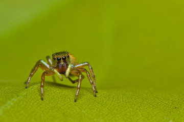 close up of Jumper spider