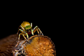 close up of Jumper spider
