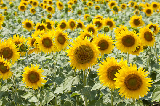 Sunflower field background