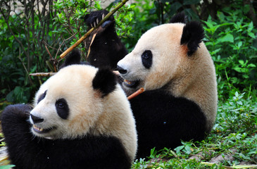 Obraz na płótnie Canvas Para panda