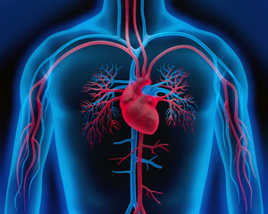 Herz-Kreislauf 2 - obrazy, fototapety, plakaty