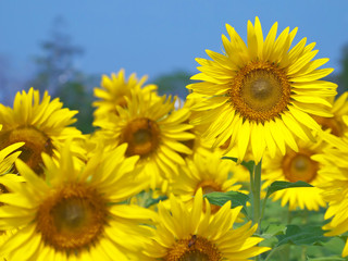 Sunflower field