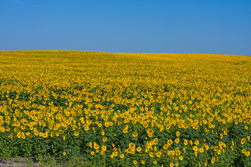 Fototapeta premium Sunflower field over blue sky