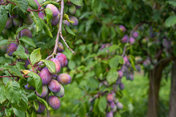 Cultivating plums on tree - Powered by Adobe