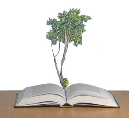 tree growing from open book