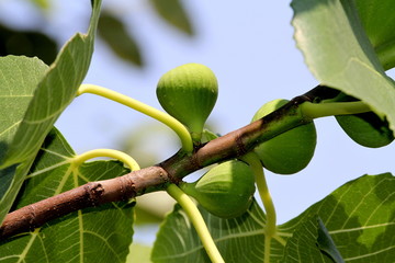 Figs on the branch