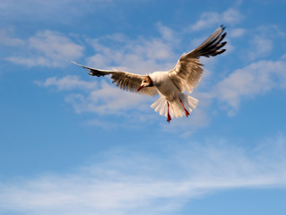 Soaring seagull in light of the setting sun