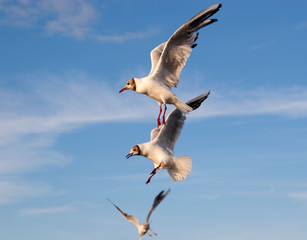 Three flying gulls