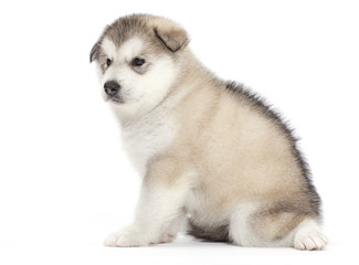 Obraz premium Malamute puppy