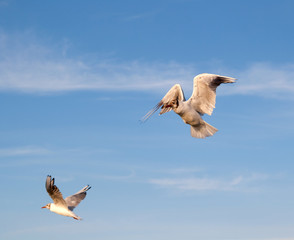 Two flying seagull against sky